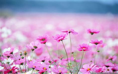 Flower Scenery Wallpapers - Top Free Flower Scenery Backgrounds - WallpaperAccess