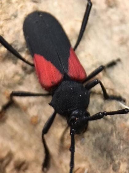 Black Beetle With Red Markings