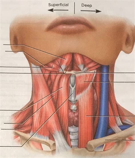 muscles that move the hyoid bone Diagram | Quizlet