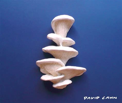 White Angel Mushrooms Wall Sculpture 9' Acrylic Paint | Etsy in 2022 | Clay wall art, Polymer ...