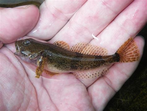 Sculpin, Banded fishingwithpole | www.roughfish.com