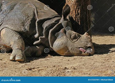 Rhinoceros stock image. Image of grey, ears, gray, horn - 67233709