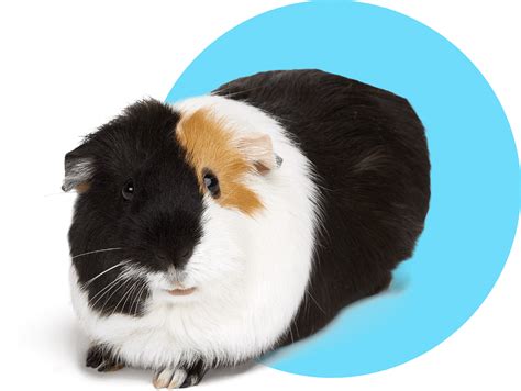 Guinea Pig House Pet Pal Distribution Corp. Small Animals Pet Supplies Houses & Habitats