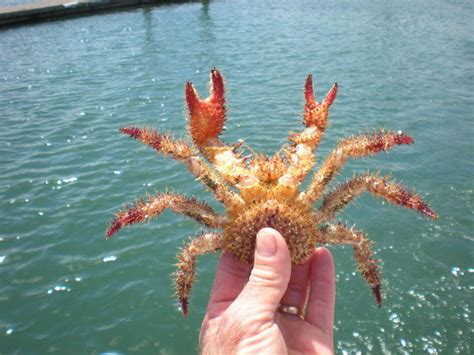 Crab Identification? What the heck is this? | IFish Fishing Forum