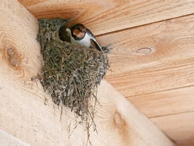 Barn Swallow Nesting (All You Need To Know) | Birdfact