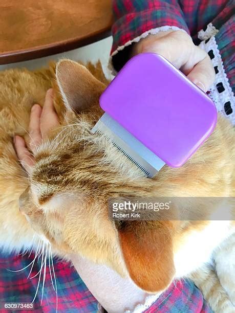 Cat Hair Shedding Photos et images de collection - Getty Images
