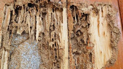 Blog - How Can I Protect My Katy Home From Termites?