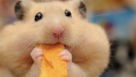 Hamster eating Blank Template - Imgflip