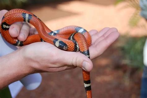 Are Milk Snakes Dangerous? (The Truth) - ReptileHow.com