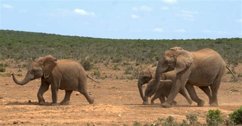 Can elephants run, or do they just walk faster? - Africa Geographic