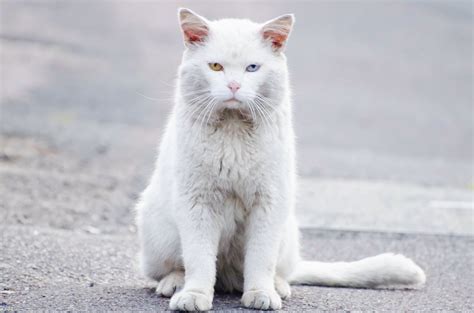 Free Images : white, animal, cute, pet, portrait, kitten, posing, eyes ...