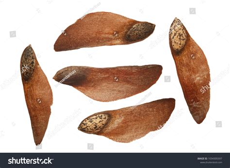 94,620 Pine seeds Images, Stock Photos & Vectors | Shutterstock