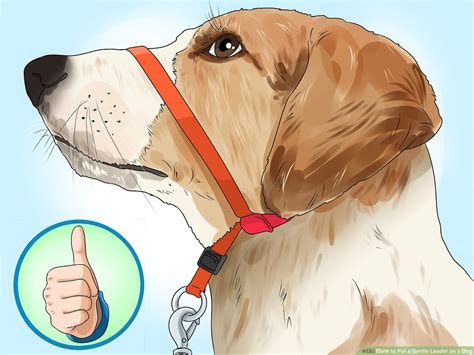 How To Use A Gentle Leader Head Collar Professional Dog Training Tips | eduaspirant.com