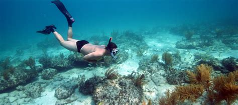 Bahamas Snorkeling