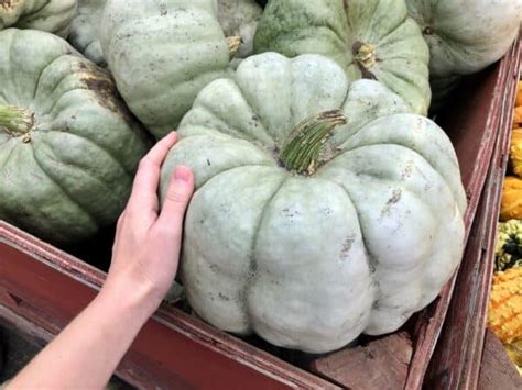 Blue Doll pumpkin 🎃 💙 Grow and savor this unique, vibrant squash!