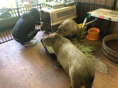 Chillaxing At This Capybara Cafe Just Outside Of Tokyo | Tokyo Fox (東京狐)