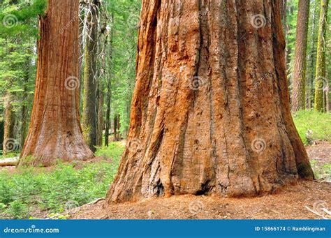 Giant Sequoias In Sequoia National Park Royalty-Free Stock Photo | CartoonDealer.com #100696527