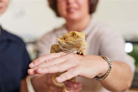 Animal care and advice - UQ VETS - University of Queensland