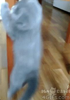 Cat Jumping GIF - Find & Share on GIPHY