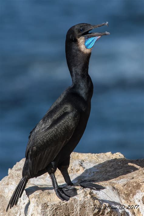 Brandt's Cormorant | Brandt's Cormorant - La Jolla Cove, La … | Flickr