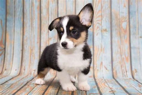 Teacup Corgi: Why Is It So Small And Cute?