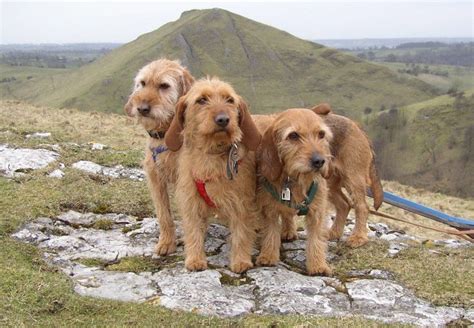 basset fauve de bretagne photo | De Chasse - ARTEMIS la fête ...