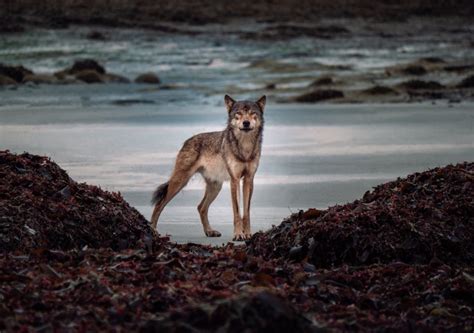 Watch a film about coastal wolves in BC for free (VIDEO) - North Shore News