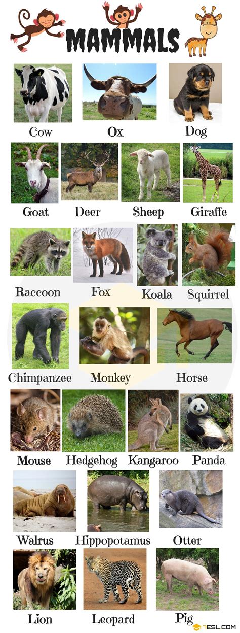 Animals Vocabulary in English | Learn Animal Names - 7 E S L # ...