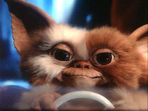 Gizmo - Gizmo Photo (807422) - Fanpop