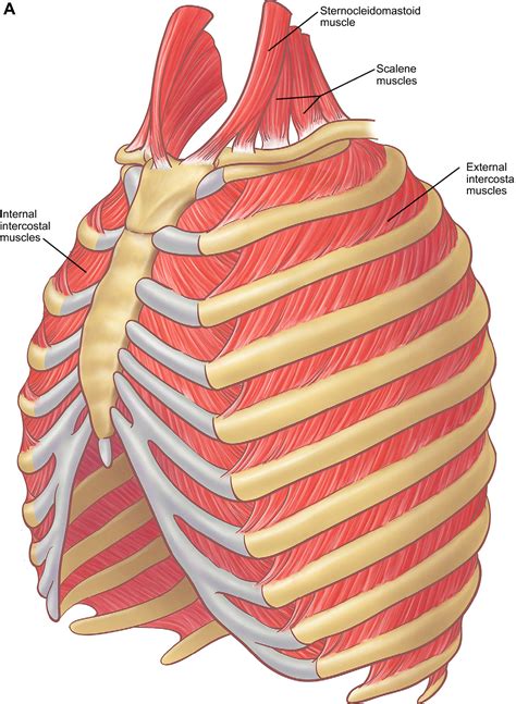 Figure 6 from The anatomy of the ribs and the sternum and their ...