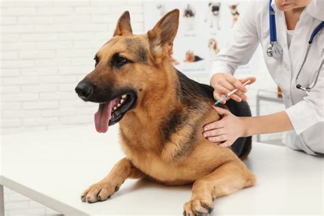 Pneumonia in Dogs: Types and Treatment Recommendations | Great Pet Care