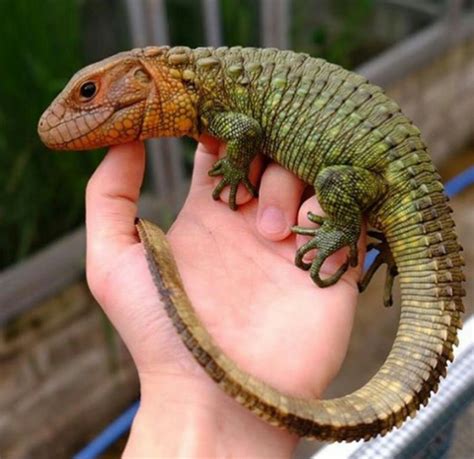 5 Facts You Didn't Know About Caiman Lizards - Animal Media Foundation