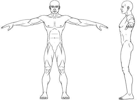 athletic-male.gif (3108×2272) | Human body drawing, Character ...