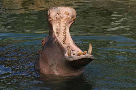 Yawning Hippo (July 2019) - ZooChat