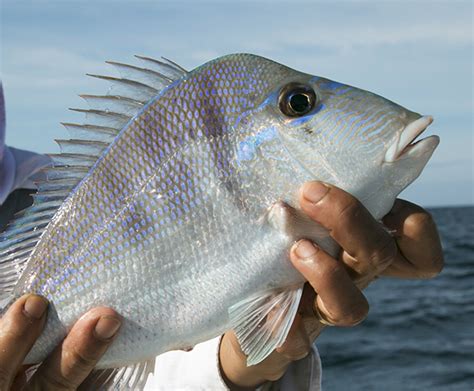 Porgy action, southwest Florida Gulf of Mexico. - Canadian Sportfishing