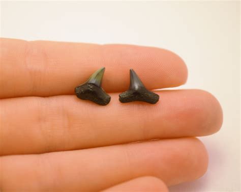 Ancient Fossilized Sharks Tooth Earrings - Very Sharp - Genuine Fossils Collected in Charleston ...