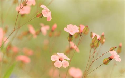 15 Incomparable summer flower desktop wallpaper You Can Save It For Free - Aesthetic Arena