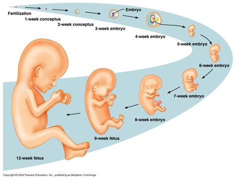 zygote development diagram | Characteristics of living things, Human development, Fetal stage