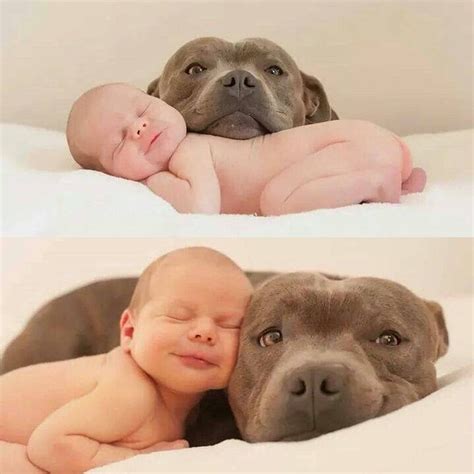 Animals And Pets, Baby Animals, Funny Animals, Cute Animals, Kids And Pets, Newborn Pictures ...