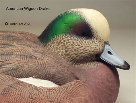 Wigeon Drake (low head) Photo Packet - Godin Art