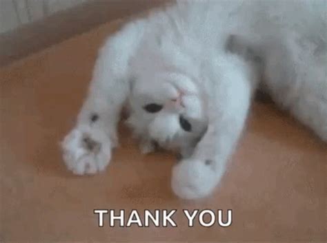 Funny Thank You Cute Cat GIF | GIFDB.com