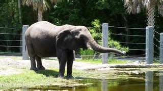 African Elephant | Jacksonville Zoo and Gardens Duval County… | Flickr
