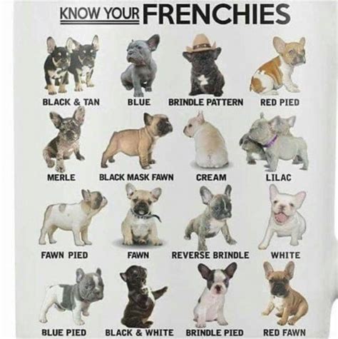 French Bulldog Colors - Phenomenal Frenchies