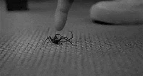 Fear Of Spiders GIFs - Find & Share on GIPHY