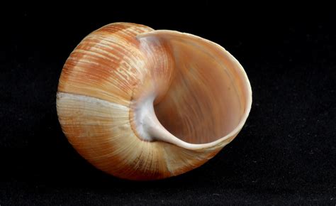Snail Shell Free Stock Photo - Public Domain Pictures