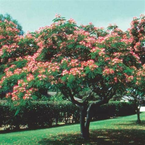 Front Yard With Mimosa Tree : Lovely Mimosa Trees In The Yards | Trees to plant, House tree ...