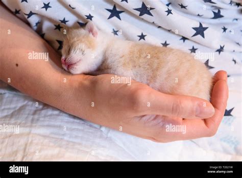 Newborn kittens sleeping Stock Photo - Alamy