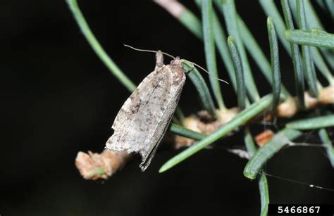 western spruce budworm moth, Choristoneura occidentalis (Lepidoptera ...