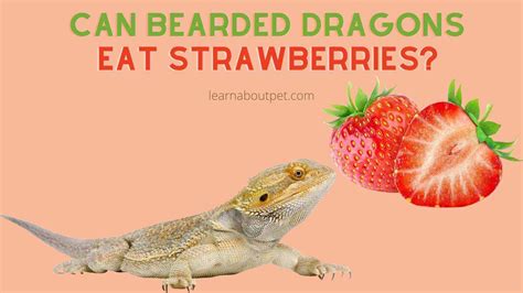 Can Bearded Dragons Eat Strawberries? 8 Menacing Symptoms Of Eating Too Many Strawberries