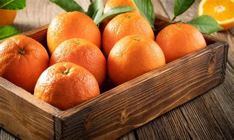 When Is Orange Season in California? – The Garden Bug Detroit